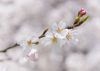 桜