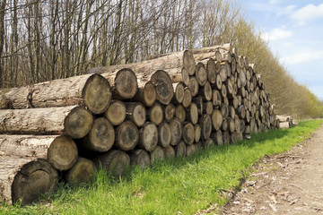 Mature cut tree logs