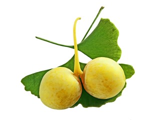 ripe yellow fruits of ginkgo biloba tree
