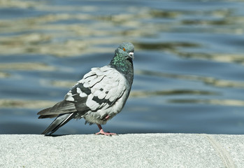 pigeon