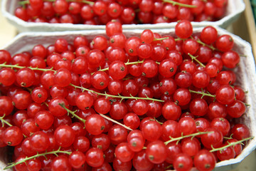 Rote Johannisbeeren