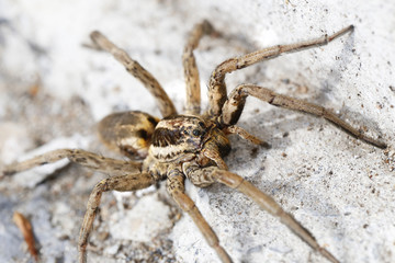 closeup of a Spider