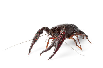 Fresh freshwater crayfish