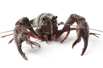 Fresh freshwater crayfish close up