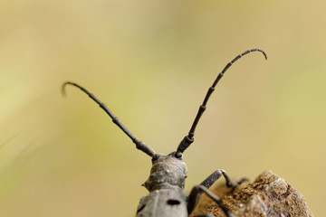 The Capricorn Beetle