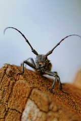 The Capricorn Beetle