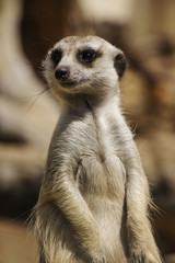 Fototapeta premium A Close Up Portrait of a Meerkat