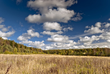 Fototapeta premium Autumn meadow and forest