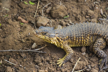 A Close Up of a Sungazer