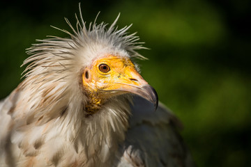 vulture