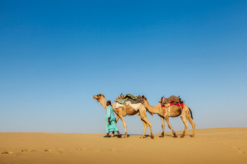 Cameleer (camel driver) with camels in Rajasthan, India