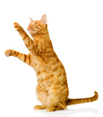 playful funny kitten isolated on white background © Ermolaev Alexandr