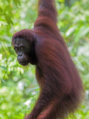 Borneo Orangutan © Kjersti