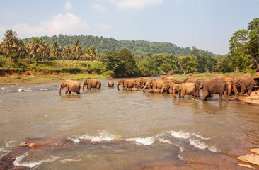 Elephant herd drinking at river in Sri Lanka.
