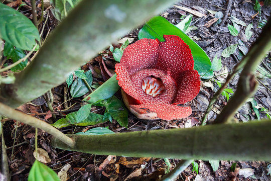 Fototapeta Rafflesia. The largest flower in the world.