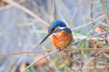 カワセミ