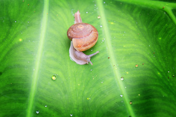 Small brown snail on a green leaf