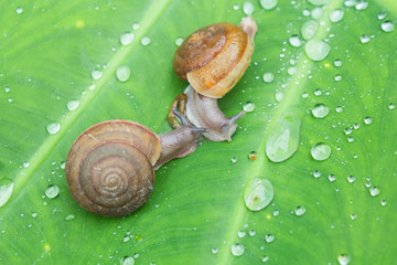 Small brown snail on a green leaf