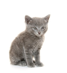 Cute gray kitten