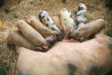 Oxford sandy and black litter feeding from sow