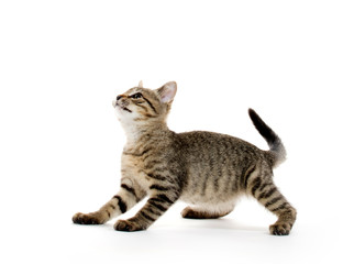 Cute tabby kitten © Tony Campbell