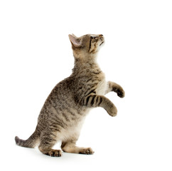 Fototapeta premium Cute tabby kitten