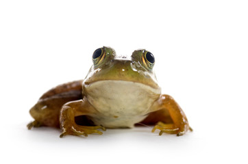 Naklejka premium American Bullfrog