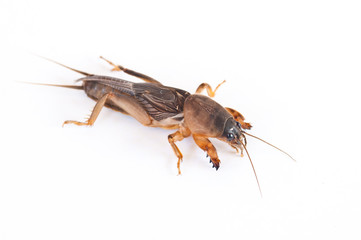 Mole cricket on white background