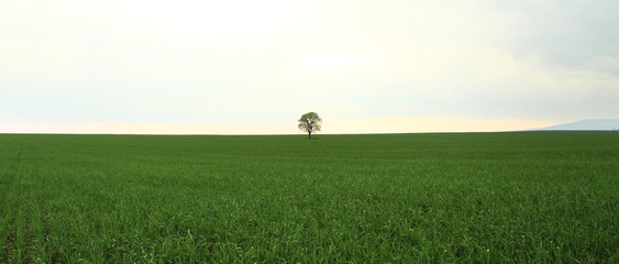 Tree on green field