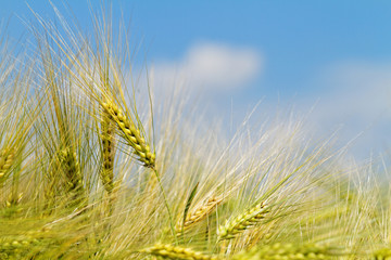 Green and yellow wheat