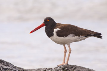 Huitrier Pie au bord de mer