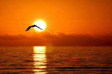 Pelican flying in sunset