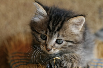 Tabby kitten