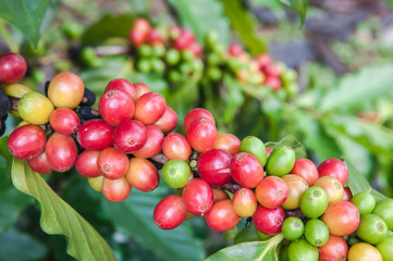 Ripe Coffee