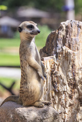 meerkat standing upright and looking alert 