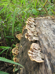 Mushrooms in the forest