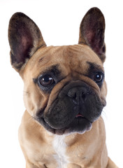 Fototapeta premium french bulldog