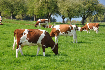 Naklejka na ściany i meble Cows in Emmental region, Switzerland