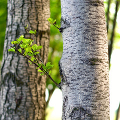 Fototapeta premium birch and aspen