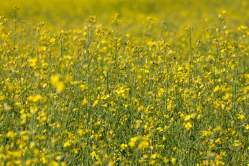 Obraz premium rape seed field