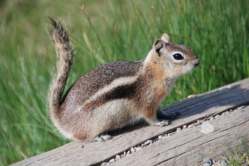 A cute squirrel in Rocky Mountain National Park, CO, USA