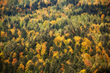 Beautiful autumn colorful woods landscape