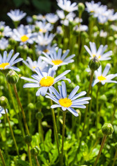 blue daisies