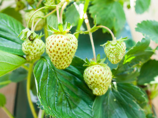Green Strawberries