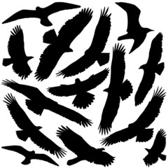 Obraz premium Sylwetka drapieżnika