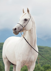 Obraz na płótnie Canvas white amazing arabian stallion at sky background