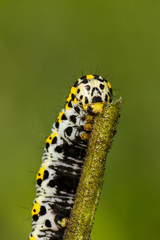 Water Betony grub (Shargacucullia scrophulariae)