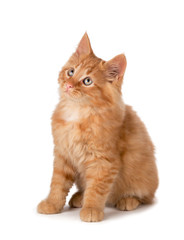 Cute orange kitten looking up on a white background.