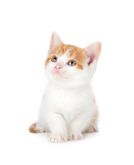 Cute orange and white kitten looking up on a white background.