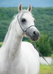 portrait of gray  wonderful purebred arabian stallion